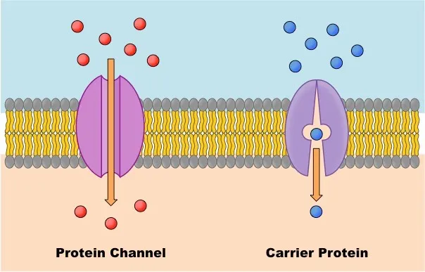 Facilitated diffusion
